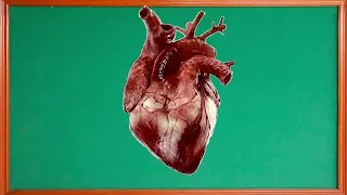 El sistema circulatorio - Esmeralda Te Enseña