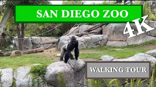 Walk Through the World Famous San Diego Zoo in 4K with Music