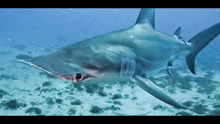 Shark Diving with Emerald Charters: Jupiter, Florida
