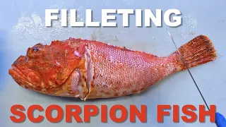 First time filleting a Scorpion Fish