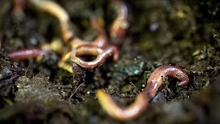 Enrich your garden with worm composting