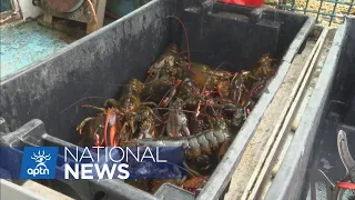 Two arrested during protest at wharf where Mi'kmaw fishery underway | APTN News