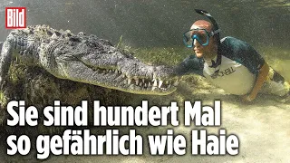 Er schwamm mit Killer-Krokodilen: BILD-Reporter in Gefahr | Mexiko