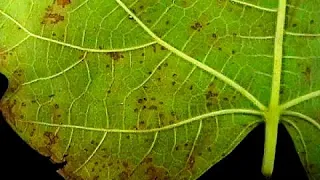 Fight the Fungus: How to Recognize and Treat Fig Rust