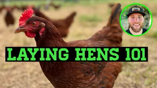 WATCH THIS BEFORE GETTING BACKYARD  CHICKENS!!