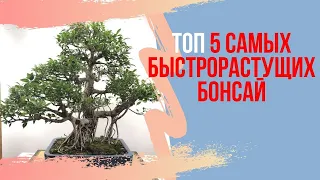 ТОП 5 самых быстро растущих БОНСАЙ. Простые по уходу бонсай.