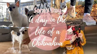 A Day In The Life Of A Chihuahua / Reality of Having a Chihuahua / Sora’s Day