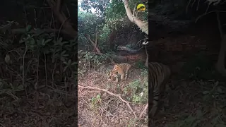 Tadoba Famous Male Tiger Chota Matka | Biggest Tiger of India ?