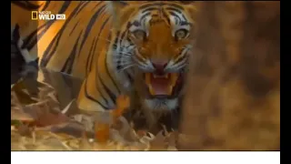 Тайны дикой природы Индии. Хищники джунглей. Док фильм Nat Geo Wild HD