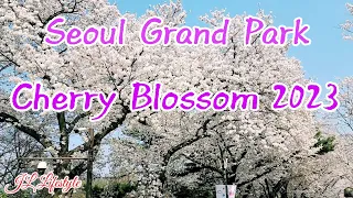 SEOUL GRAND PARK CHERRY BLOSSOM 2023 서울대공원 벚꽃 🌸#seoulgrandpark #cherryblossoms #southkorea