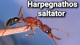 Распаковка, обзор и заселение муравьёв Harpegnathos saltator. #МуравьиЯрославль