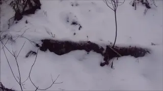 Охота на бобра зимой.КП-320.2020 февраль