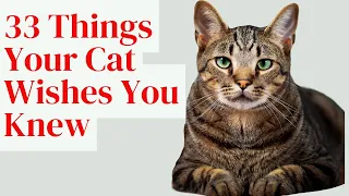 33 Things Your Cat Wishes You Knew