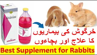 Metabolase Supplement for Rabbits | Benefits | Treatment and prevention of Rabbits Diseases | Leupri