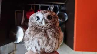 The reaction of Scops owls to the Little owl. Owl's reaction to his own voice. Evil Burritowl sings