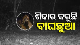 Pictures go viral of tiger hunting in Similipal forest
