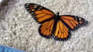 Awesome Monarch Butterfly Life Cycle and time lapse