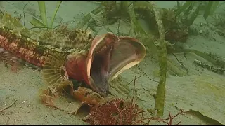 Sarcastic Fringehead (Neoclinus blanchardi) Interactions - Unusual behavior