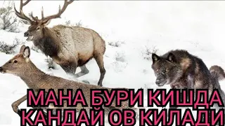 Мана бурилар кишда кандай ов килади #бурилар_хакида #конхур_бурилар