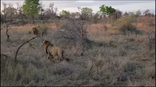 Mongawane Male Lions (YBM Osindile and Torchwood male) | 13 October 2023