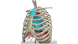 The Mediastinum (3D) - Dr. Ahmed Farid