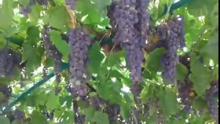 Виноград Венус, урожай 2017 года