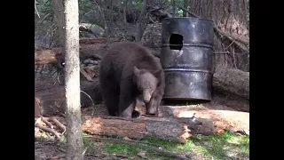 2018 Archery Bear Hunt - Idaho Public Land DIY