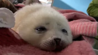 Baby Seal Falling Asleep...