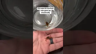 Can I raise a BABY OCTOPUS?!