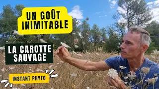 Le goût inimitable de la carotte sauvage