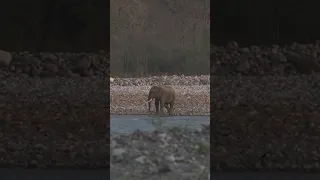 Ep02 Triveni Ghat Aarti With Hathi