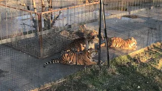 Здесь тигры и львы стали друзьями! Тайган Here tigers and lions became friends! Taigan