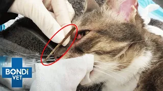 Enormous Stick Pulled From Behind Cat's Eye 😱 | Bondi Vet Clips | Bondi Vet