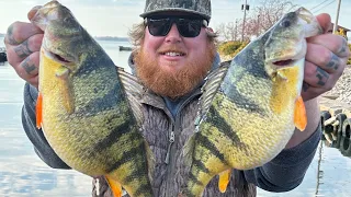 Giant Lake Erie Perch! (Limited Out!) (2024)