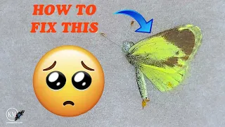 HOW TO INVERT BUTTERFLY WINGS - WITHOUT DAMAGING SPECIMEN!!!