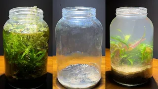 1 Year Old Mini Jar Aquarium Ecosystem Refreshed - Nanoscape Jarrarium