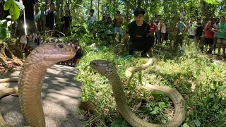 KING COBRANG JUMBO NAMASOK NG KUBO