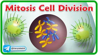 Mitosis Cell Division Animation | Phases of mitosis | Cell Cycle