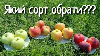 Що обрати в сад з літніх сортів яблук. Огляд сортів Міленіум голд, Целеста,Тевел, Вільям Прайд.