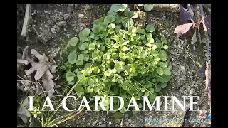 La Cardamine, plante sauvage comestible riche en vitamines A et C