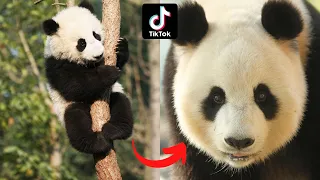 I'm a Big Kid Now panda grow up ~ Transformation of animals 🐼🐼🐼