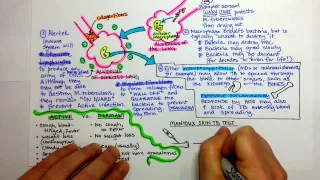 Tuberculosis Pathogenesis