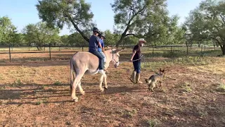 Riding Quigley the mammoth Jack