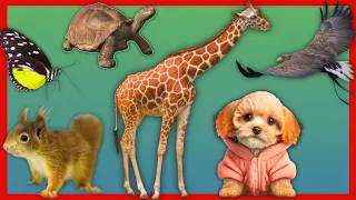 Baby farm animal moments: Dog, Horse, Lynx, Fox & Donkey - Animals Video