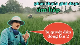 bí quyết bón phân đón đòng lần 2 và phun thuốc giai đoạn lúa ôm bấp #66 l Thanhdotv