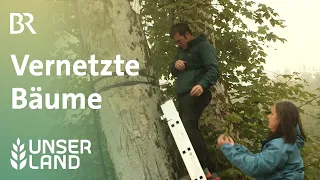 Baum 4.0 - Vernetzte Bäume | Unser Land | BR Fernsehen