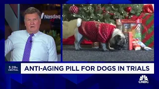 Anti-aging pill for dogs in trials