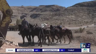 Investigation of two animals killed at Cowboy Trail Rides