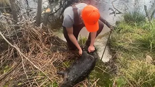 Beaver Trapping | Checking The Trapline with Trevor Kline | Beyond the Boundaries