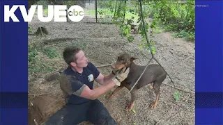 First responders rescue dogs in distress